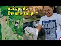 यह हमला कैसे करता है देखे..हरा लता साँप.. Green vine snake..video by Prashanth S.