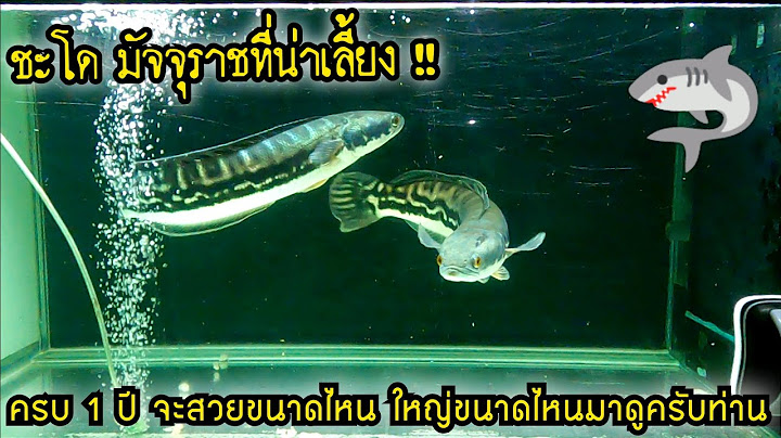 ชะโด มัจจุราชที่น่าเลี้ยง ครบ 1 ปี .. จะสวยขนาดไหน ใหญ่ขนาดไหน .. มาดูกันครับท่าน
