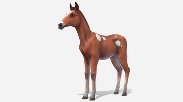 Horse Foal Animations