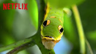 Animal Mimicry + Camouflage | Life in Color with David Attenborough | Netflix After School