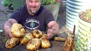 5 Tips How to Grow a Ton of Jicama in One Container or Raised Garden Bed