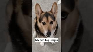 My two big Corgis