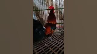 kokok ayam hutan merah jawa (bekikuk) sudah produksi