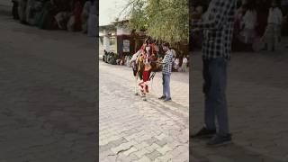 Wao Shadhi Me Ghodi Ne Kya Dance Kiya ☺️❤️#shorts #ghodi dance #shortsfeed