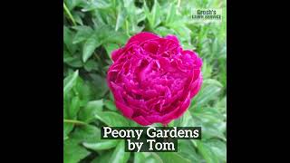 Peony Garden Landscape Contractor The Best