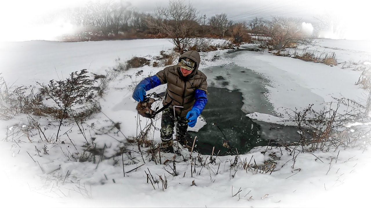 Trapping Muskrats in a Farm Creek!