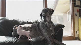 World's tallest and smallest dogs meet