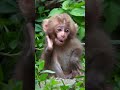 Cute monkey | monkey ❤❤🥰🥰 pasand aaye to like share and subscribe jarur kara #viral #monkey #reels