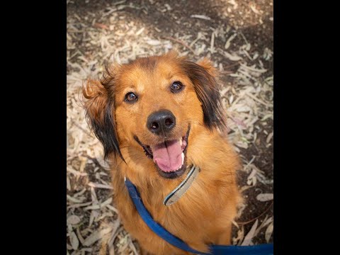 וִידֵאוֹ: כלב כלב כלב אירי גזע היפואלרגני, בריאות ותוחלת חיים