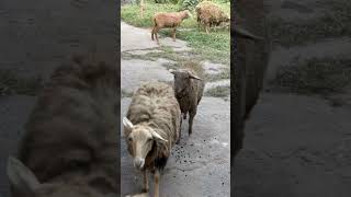 Sheep Walking