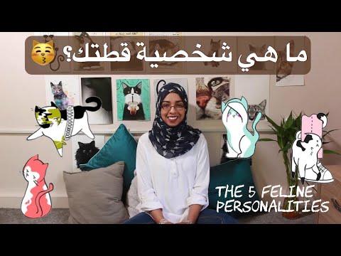 ما هي شخصية قطتك؟ cat chat Which personality does your cat have?