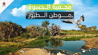 محمية الحسوة موطن الطيور