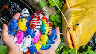 🌊🐙Catching wild octopus,catfish,angle,betta,snake,turtle,crabs in wild sky/Fishaquaview