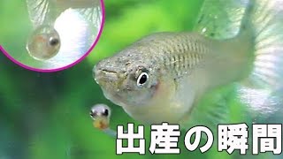 【チャーム】グッピー出産の瞬間！！　卵胎生　ブルーグラスの繁殖 Bleeding　稚魚産仔シーン