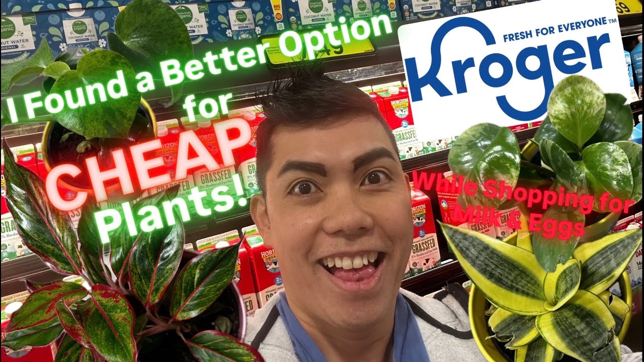 Вы покупаете молоко и яйца, а я покупаю недорогие комнатные растения в продуктовом магазине Kroge...