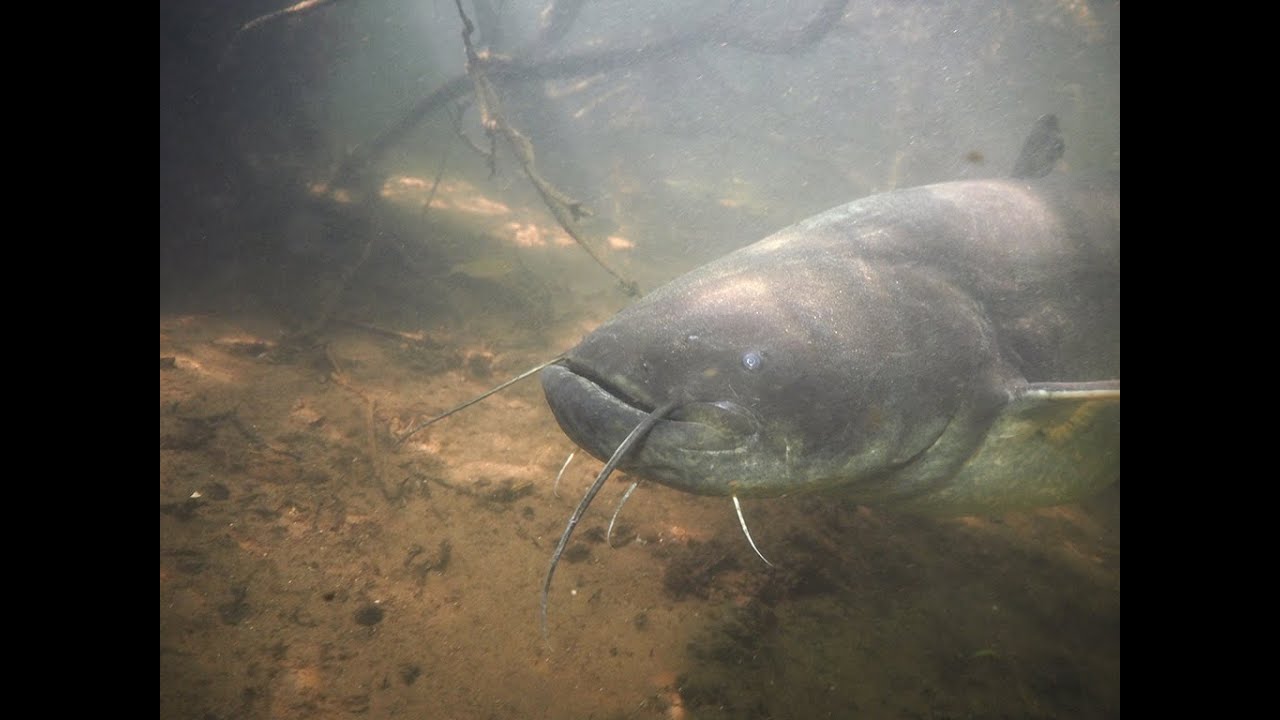 Nederland zoet water - Diver Kees, image size:1280x720