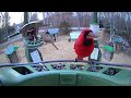 Super Triple Feeder Live in New England! Cardinals, Juncos, Sparrows, Bluebirds, Finches, Woodpecker