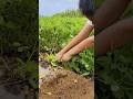 Harvesting Peanuts: The Most Important Step