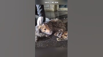Thumbnail of The dog lay curled up in the cold snow #shorts #dog #doglife #dogrescue #pawsrescue