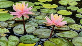 Bloom like a lotus, radiating grace and beauty / Most Beautiful Pink and White Lotus /Nature Video 