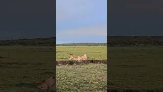 Lion Cub Scenery 🦁🦁 #Wildlife #Safari @robtheranger
