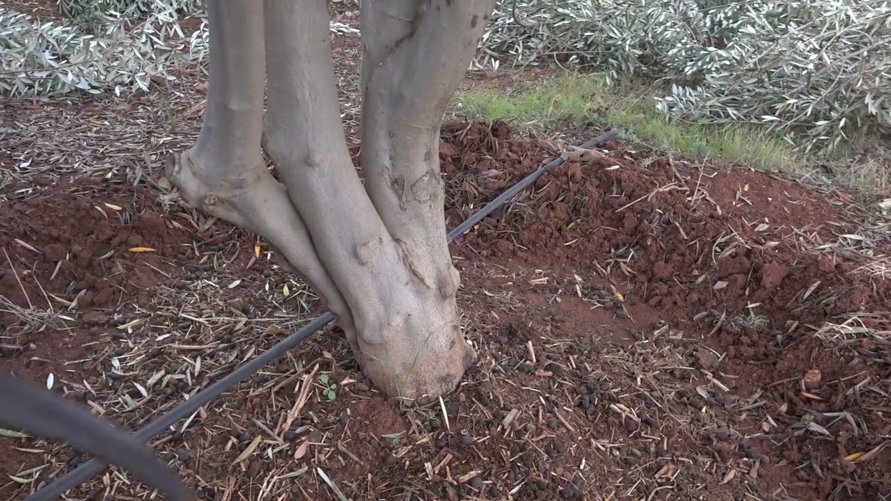 تقليم الصيانة (زبير الغلة) لأشجار الزيتون البلدي الحوزية من ضواحي ابن أحمد 0668986915