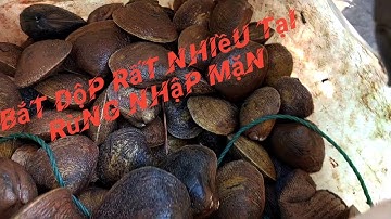 Trãi nghiệm bắt dộp rừng ngập mặn | Hạnh Vlogs