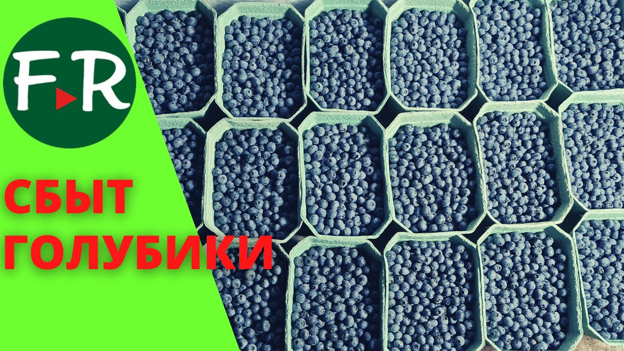 500 000 долларов вложили в ягодный бизнес. Как продать голубику?