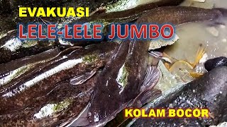 EVAKUASI LELE MONSTER KOLAM BOCOR