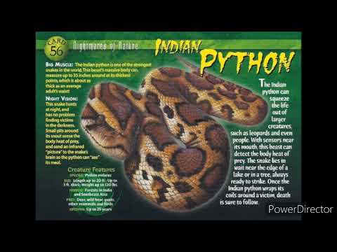 Indian python sound effects
