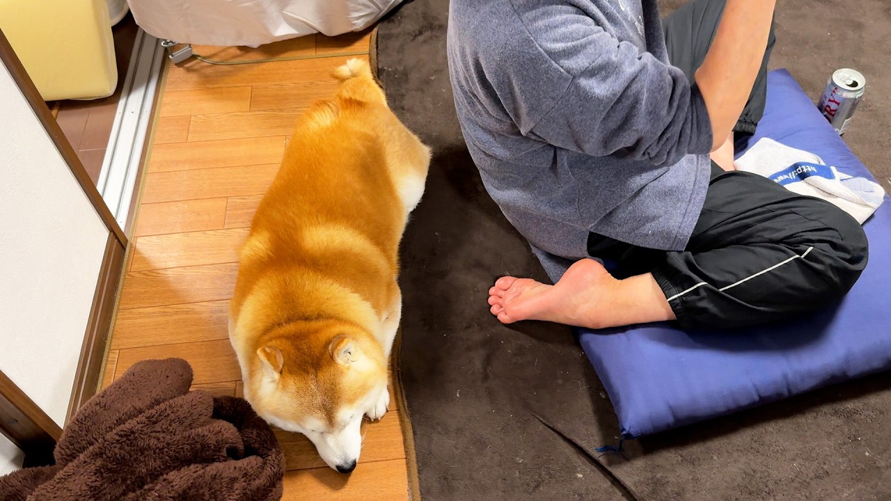 Shibe watches the WBC with his grandmother, but falls asleep halfway through at the usual time.