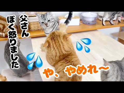 茶々パパのちょっかいに独特なキレ方をして反撃するクロくん