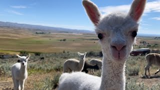 So Many Baby Alpacas! Welcome Moonflower by Big Horn Mountain Alpacas 1,977 views 1 year ago 8 minutes, 5 seconds