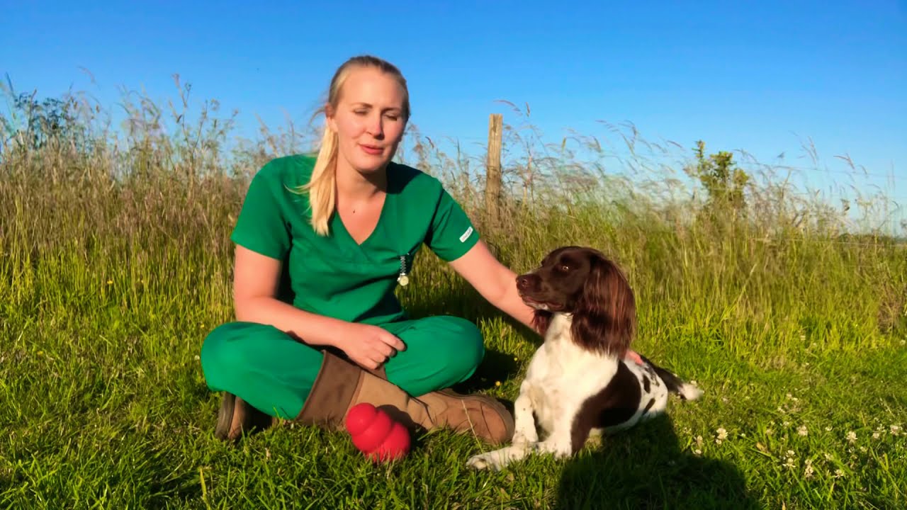 Keeping your dog safe in the heat - YouTube
