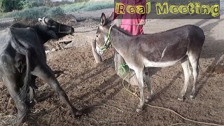 Real Donkey And Buffalo Meeting And Try A First Time
