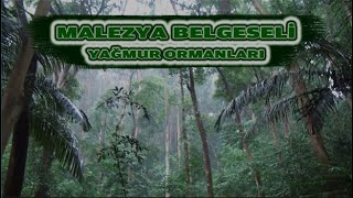 Malezya Belgeseli̇ 2 Yağmur Ormanları