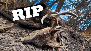 I HATE to See THIS - Future Giant Whitetail