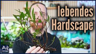 Ich habe super seltene Aquarium Pflanzen bekommen! | AquaOwner