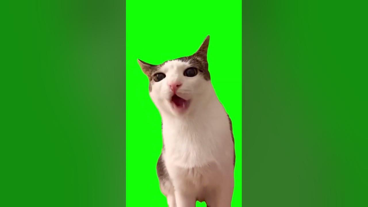 Скачать мемы с котами на грин скрин