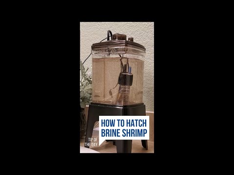 How I Hatch Brine Shrimp Every Day