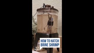 How I Hatch Brine Shrimp Every Day