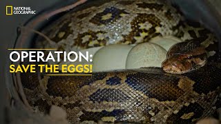 Operation: Save the Eggs! | Snakes SOS: Goa’s Wildest | Full Episode | S4-E1 | National Geographic