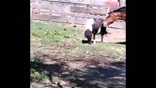 VID_20130420_152531.3gp