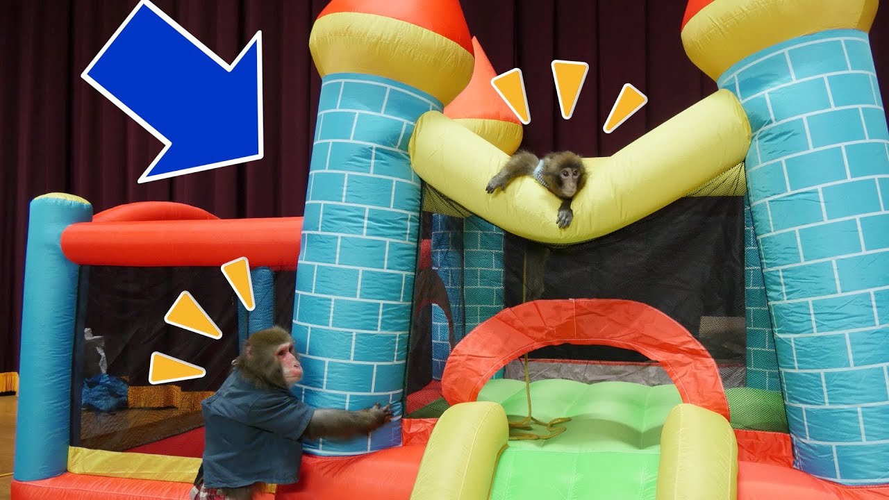 お猿さんにサプライズで遊園地をプレゼントしたら史上最高に喜んだ！