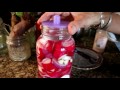 FERMENTING RADISHES WITH MASONTOPS