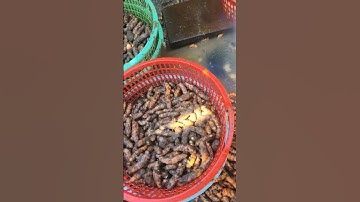 proses pencucian kunyit guys