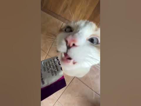 Cat gogurt - YouTube