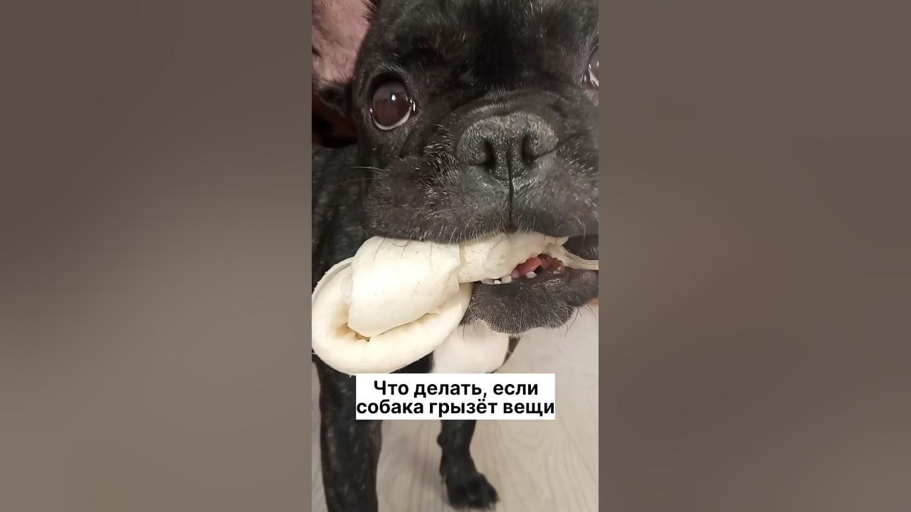 Почему щенки так любят грызть вещи. Собака грызет вещи. собака портит вещи. французский бульдог грызет все что делать.