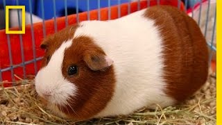 Guinea Pigs Aren’t Actually Pigs … or From Guinea | National Geographic