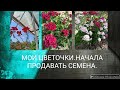 МОИ ЦВЕТОЧКИ. ПЕРВЫЕ ЗАГОТОВКИ. НИКИТА ПОПОЛЗ.